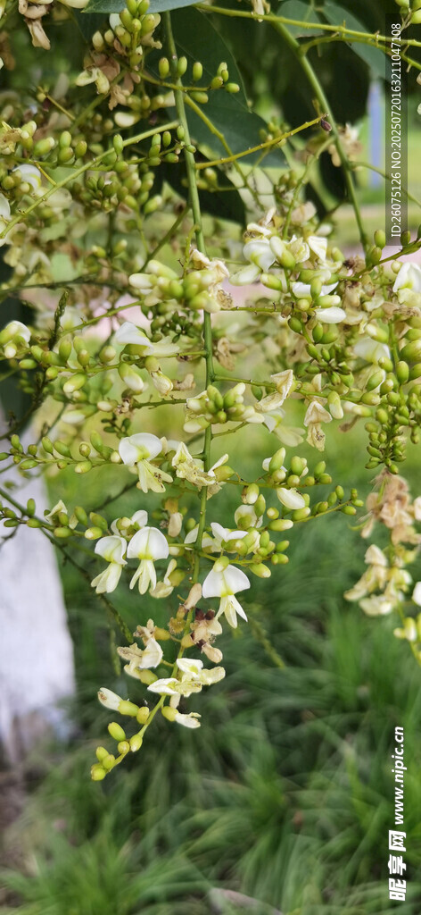 垂挂的繁茂白色小花