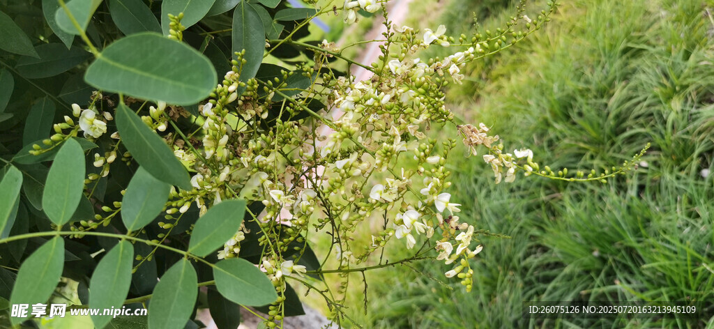 绿意盎然的草地与植物