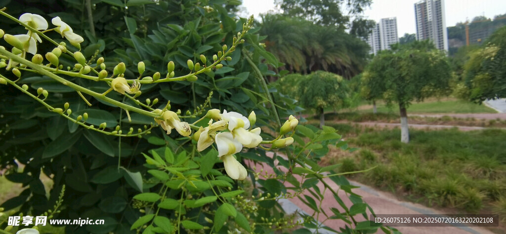 路边绽放的白色小花