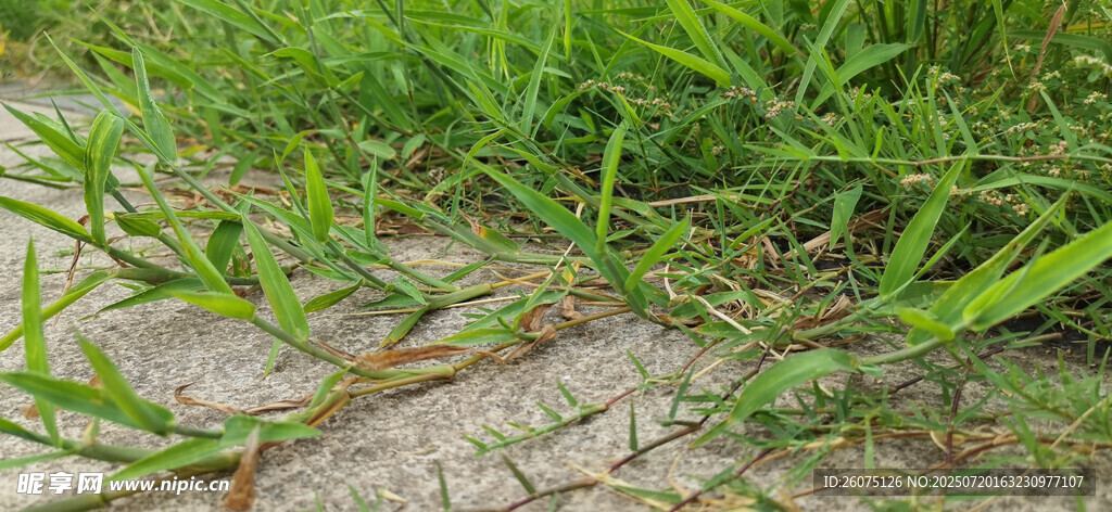 地面上延伸的嫩绿草丛