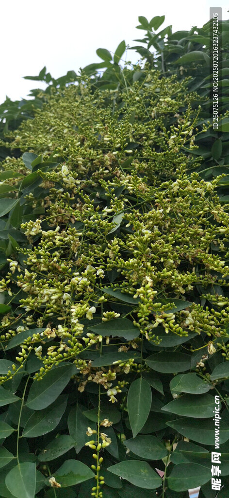 绿叶丛中繁花点点