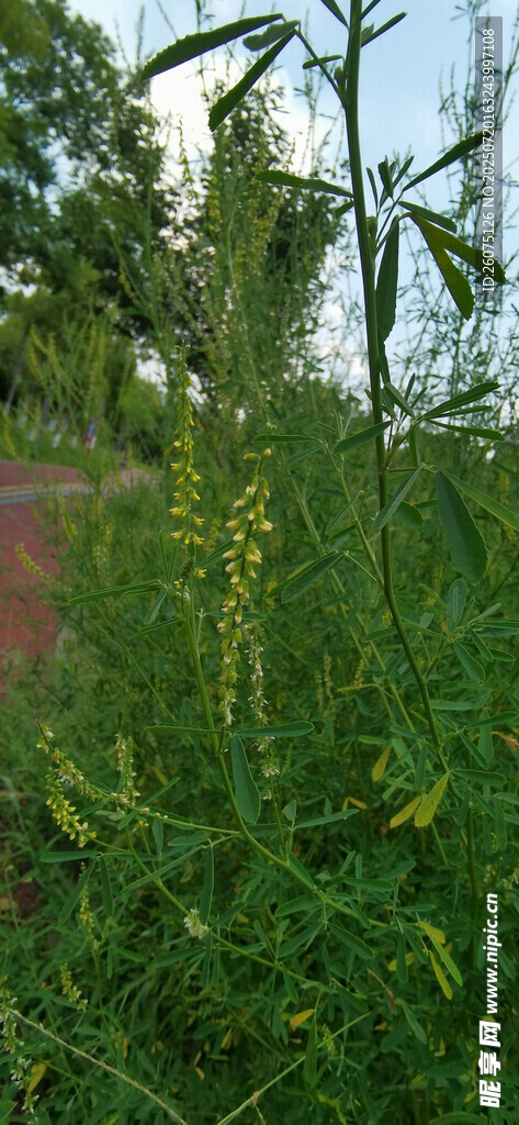 田野中的繁茂绿色植物
