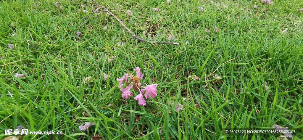 草地上的散落的花朵