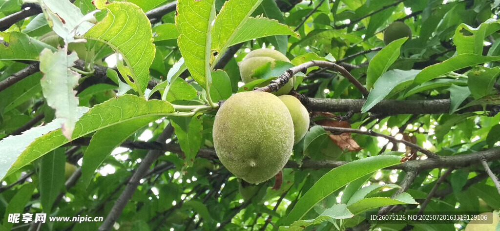 枝头青桃
