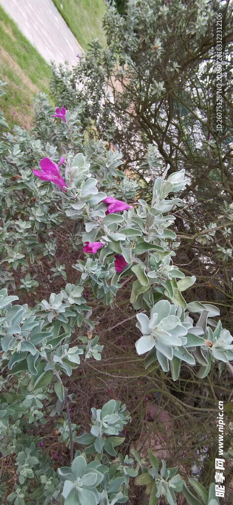 灰绿叶丛中的娇艳紫花