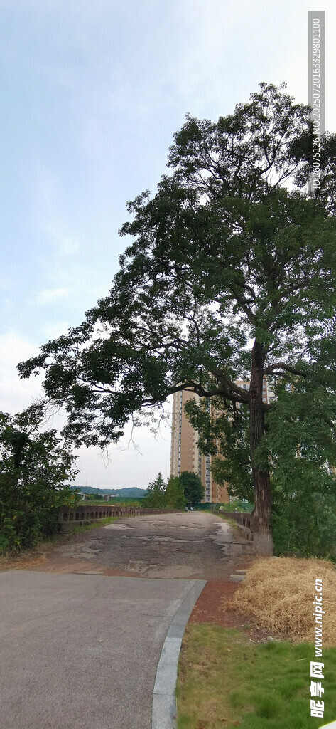 乡村小路旁的葱郁树木