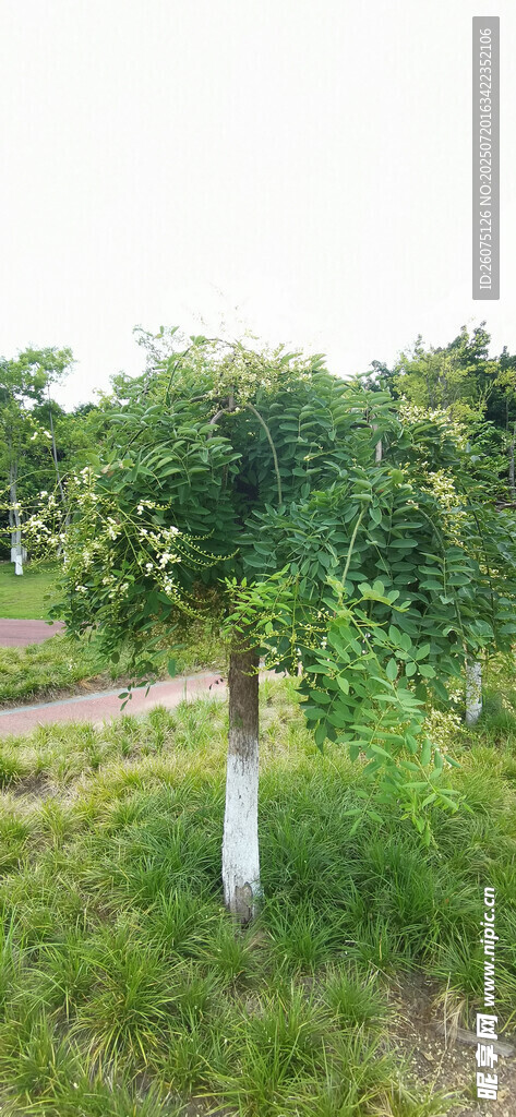 公园中的绿树与草地