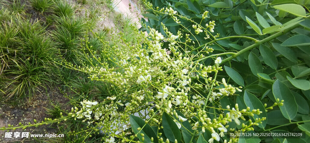 绿叶间的白色小花