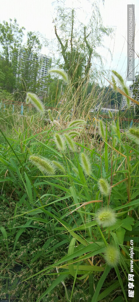 野外茂盛的狗尾草景观