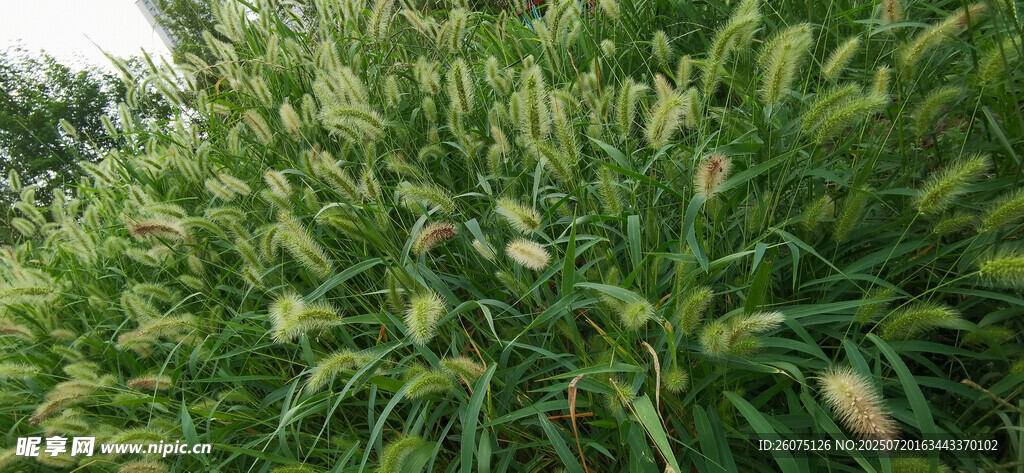 茂盛的绿色植物