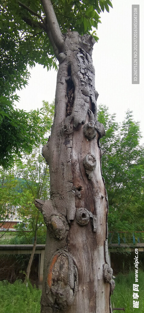 奇特树桩纹理