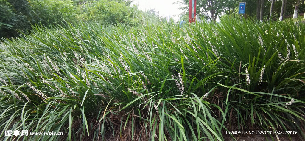 茂密草丛景观