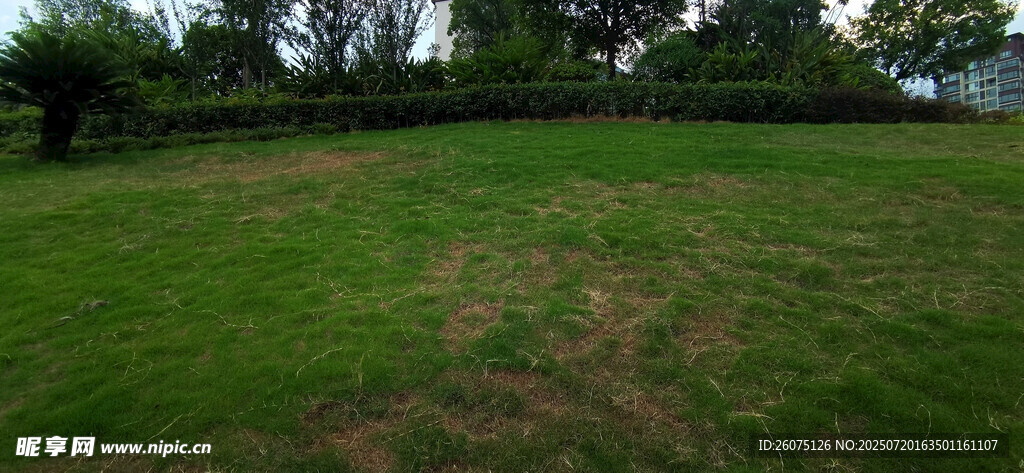 翠绿草坪