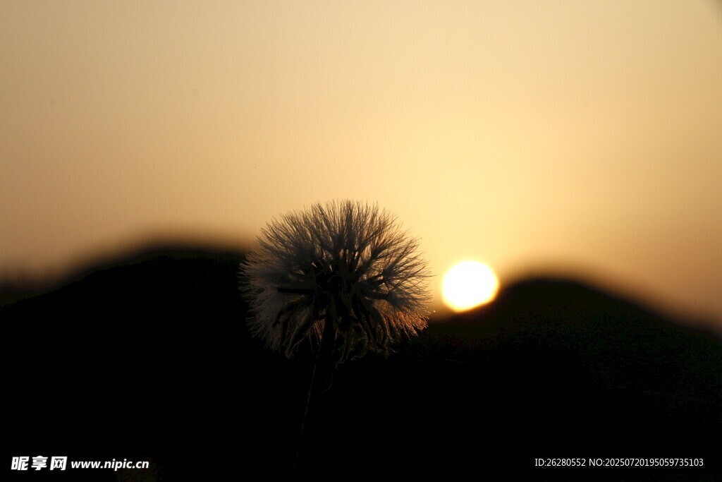 夕阳下的蒲公英