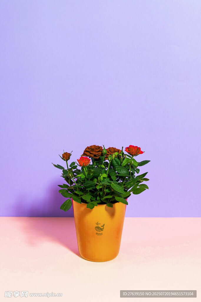 花盆logo样机