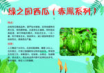 绿之园赤瓟系西瓜介绍