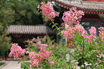 古建旁绽放的娇艳粉色紫薇花