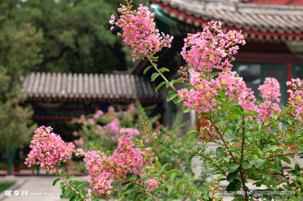 古建旁绽放的娇艳粉色紫薇花