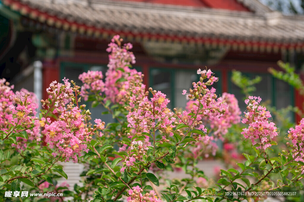 古建前绽放的粉色紫薇花