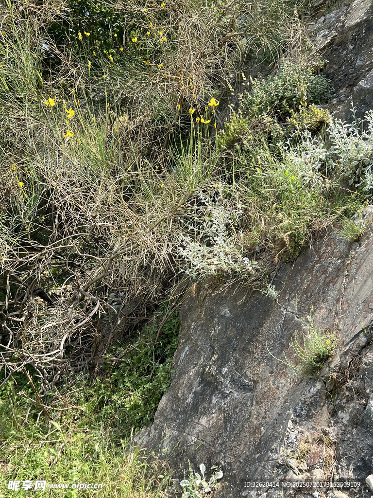山坡植被景观