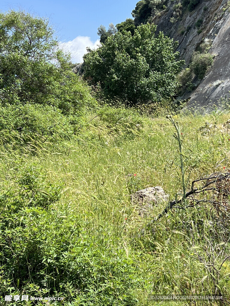 山间繁茂绿植景观