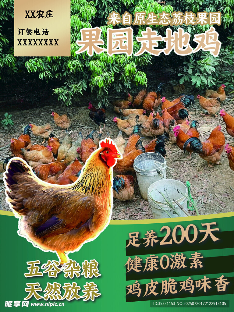 果园散养土鸡