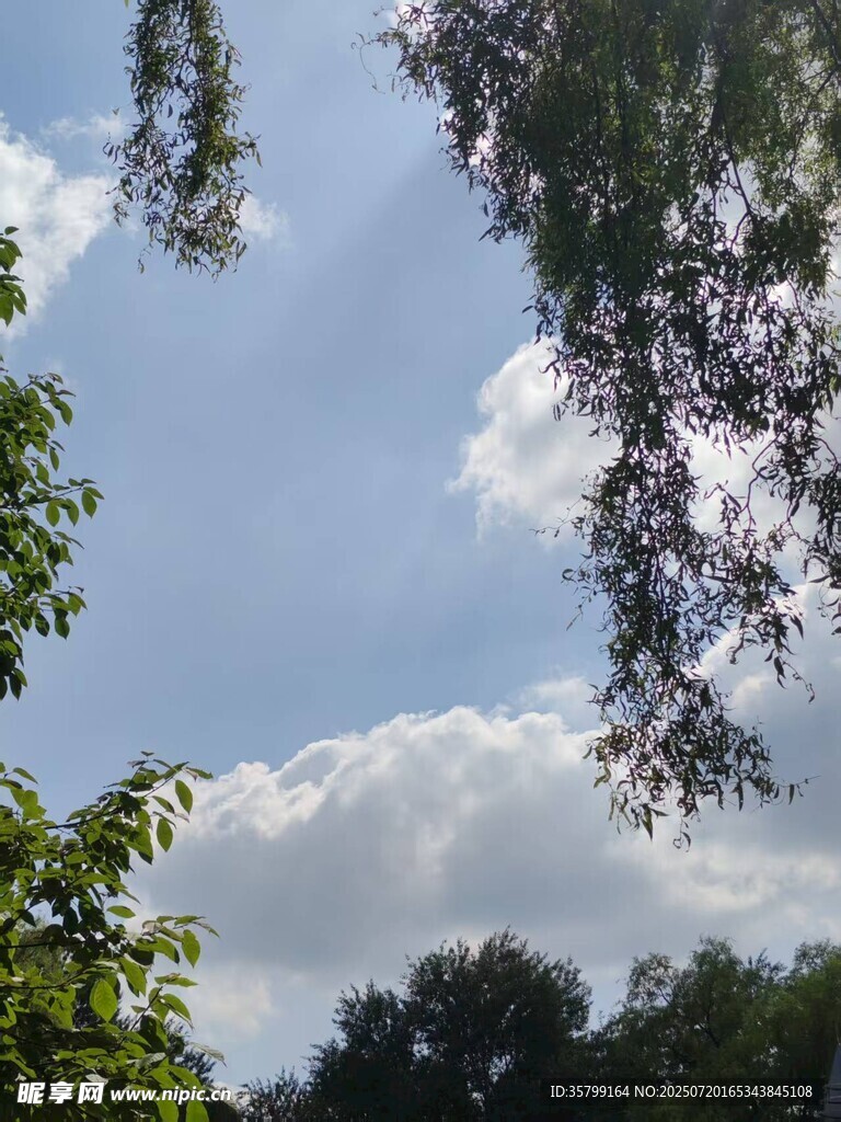蓝天白云下的繁茂绿树
