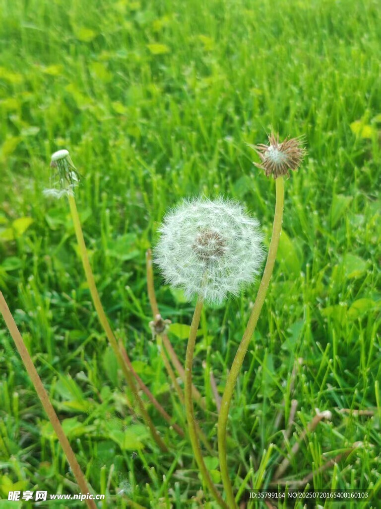 草地上的蒲公英