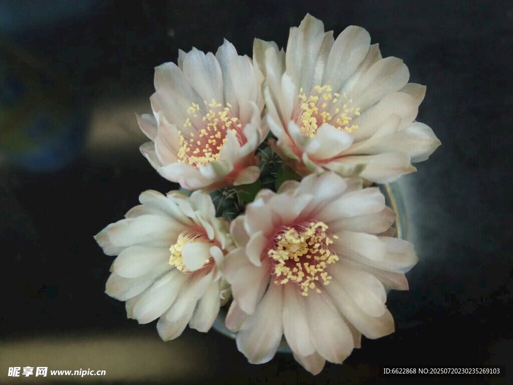 绯花玉仙人球绽放的柔美花朵