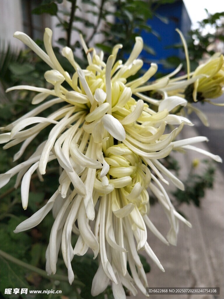 洁白绽放的丝状菊花