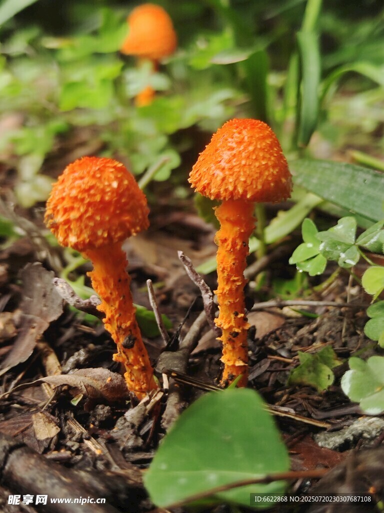 橙色小蘑菇生长于林间
