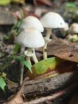 林间白色小蘑菇