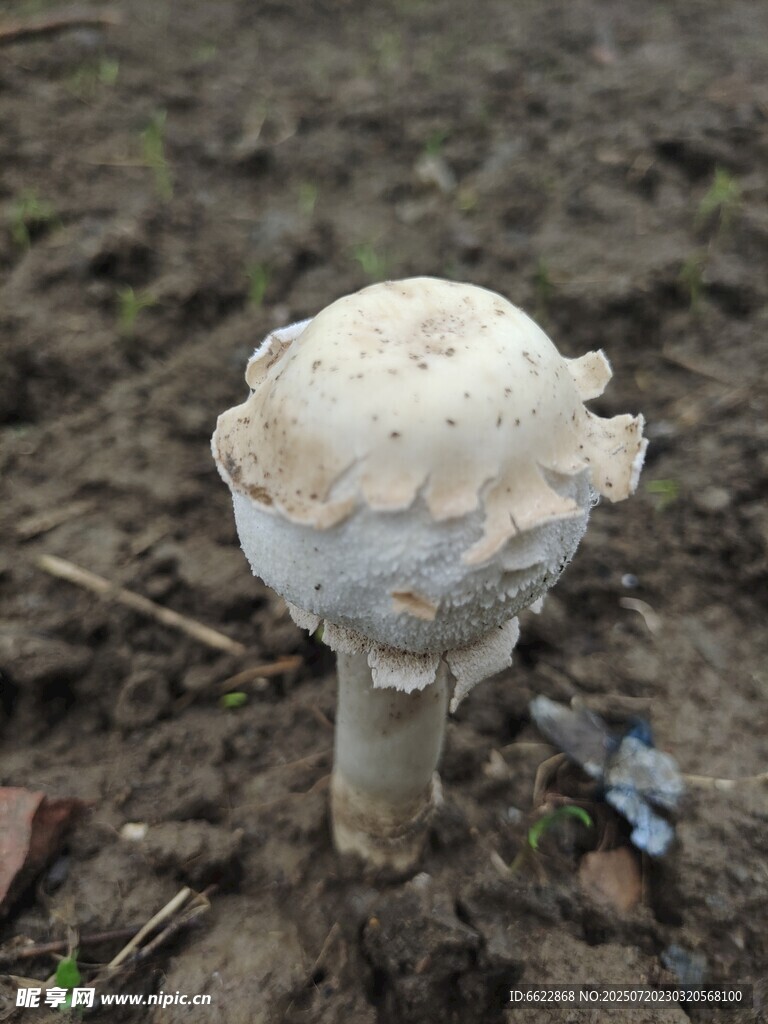 田野中的白色蘑菇