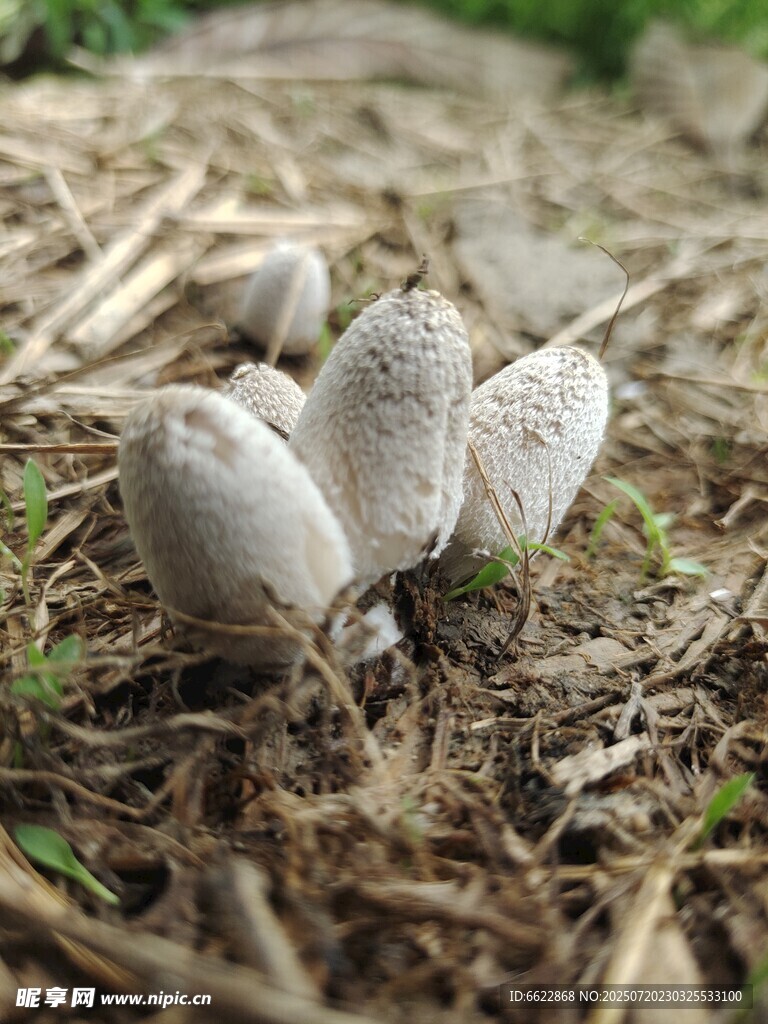 地面生长的白色小蘑菇