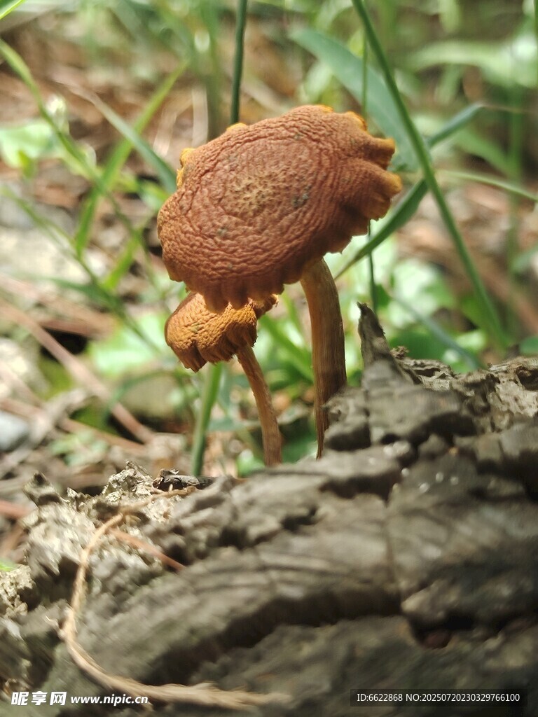 森林中的棕色蘑菇