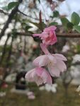 枝头粉色海棠花