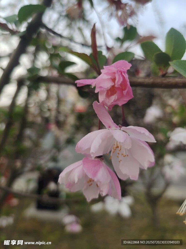 枝头粉色海棠花