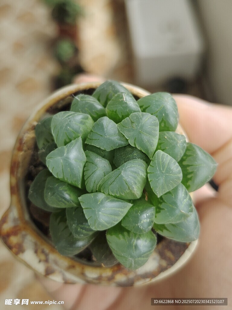 玉露多肉植物盆栽