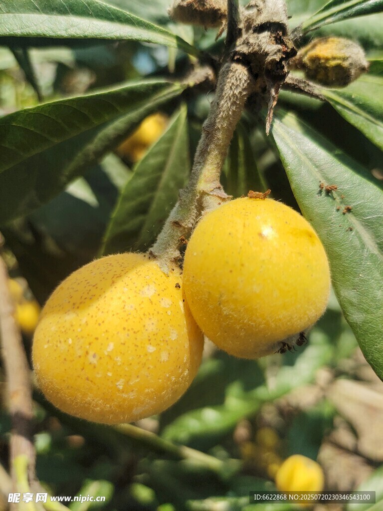 枝头白沙枇杷饱满诱人