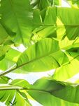 阳光下的翠绿芭蕉叶
