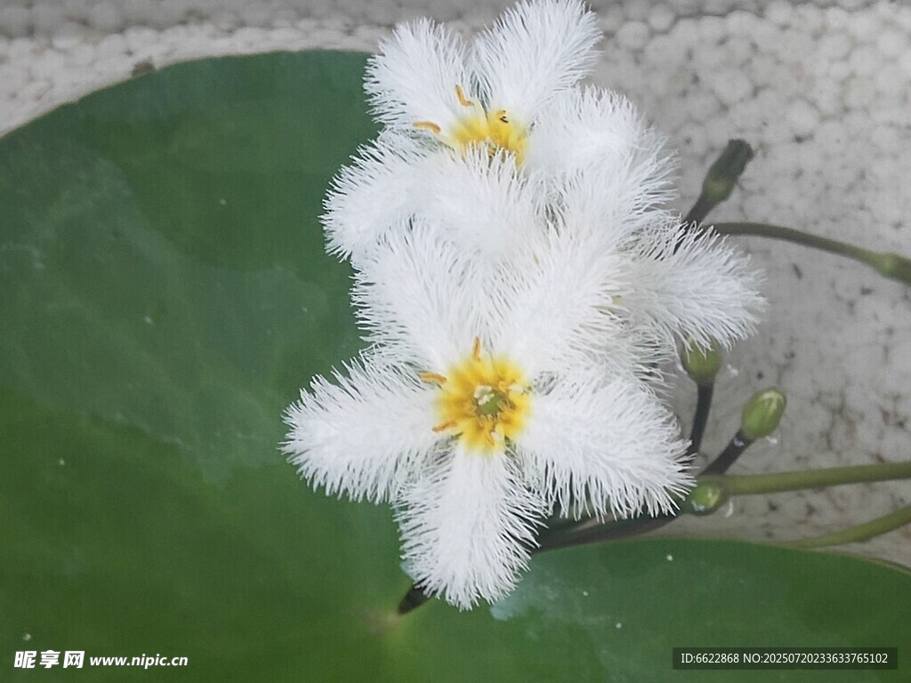 白色绒毛小花绽放绿叶间