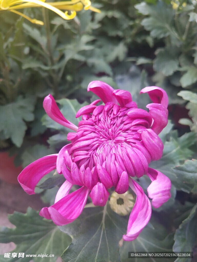 艳丽紫菊绽放