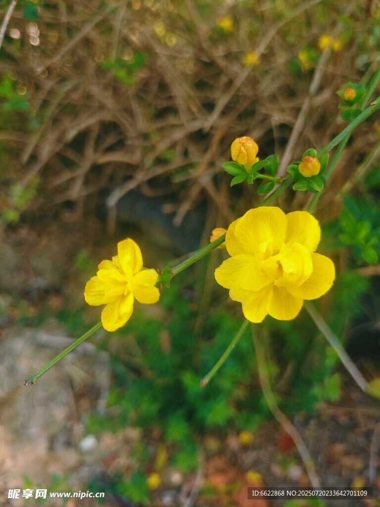 两朵黄色小花绽放