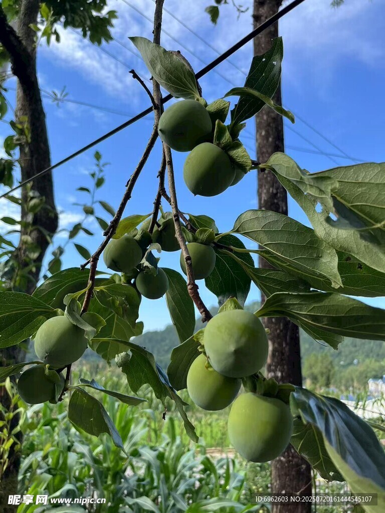 枝头青柿 绿意盎然