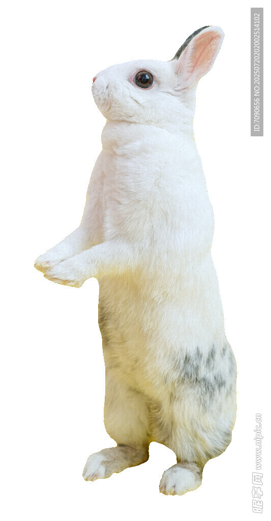站立的白兔
