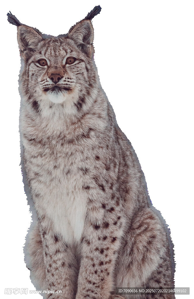 坐立的猞猁