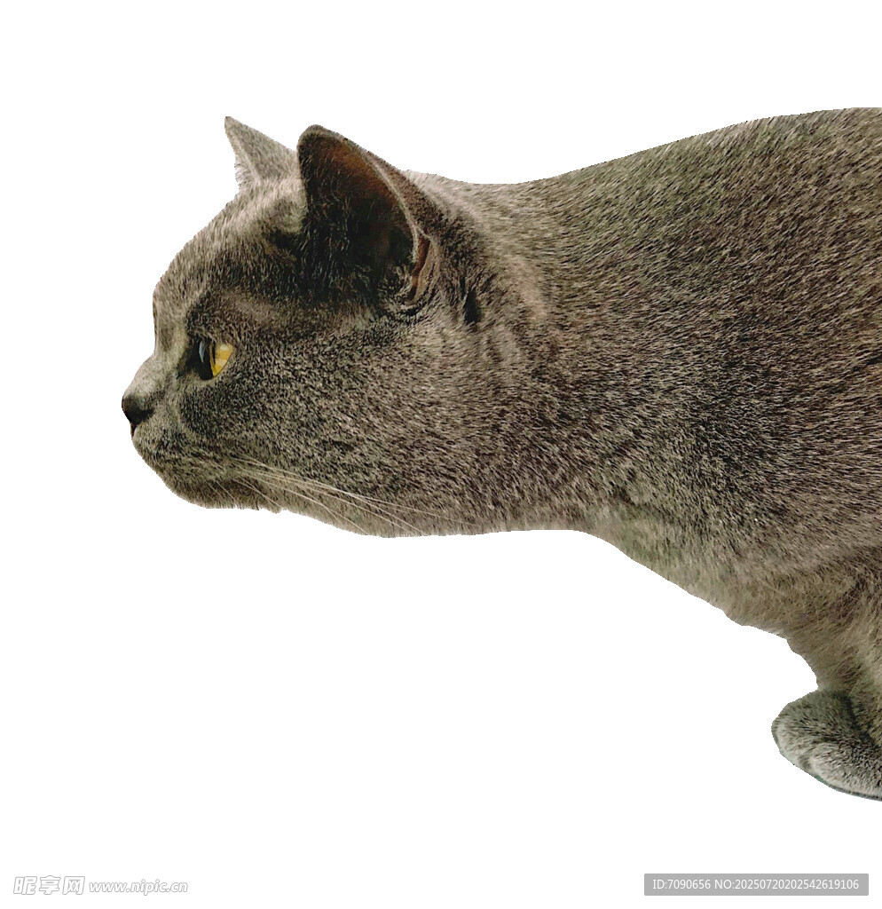 灰猫侧身特写