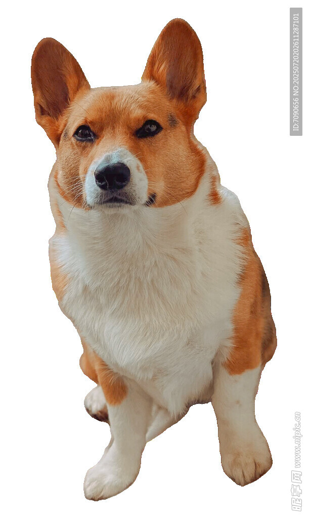 可爱柯基犬