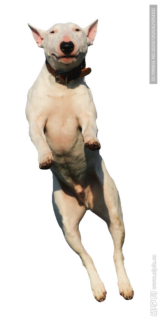 跳跃的可爱斗牛犬