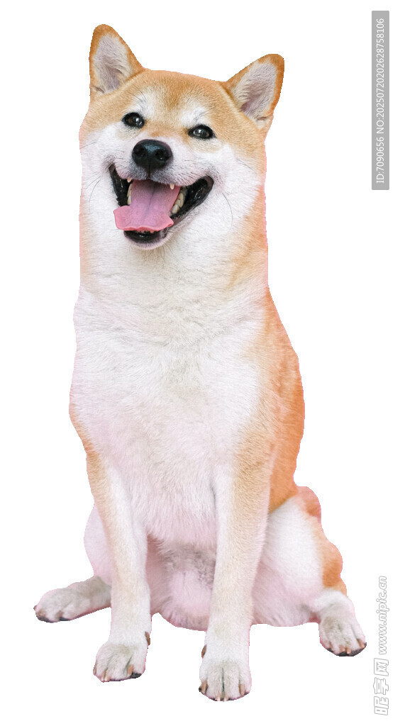 微笑的柴犬